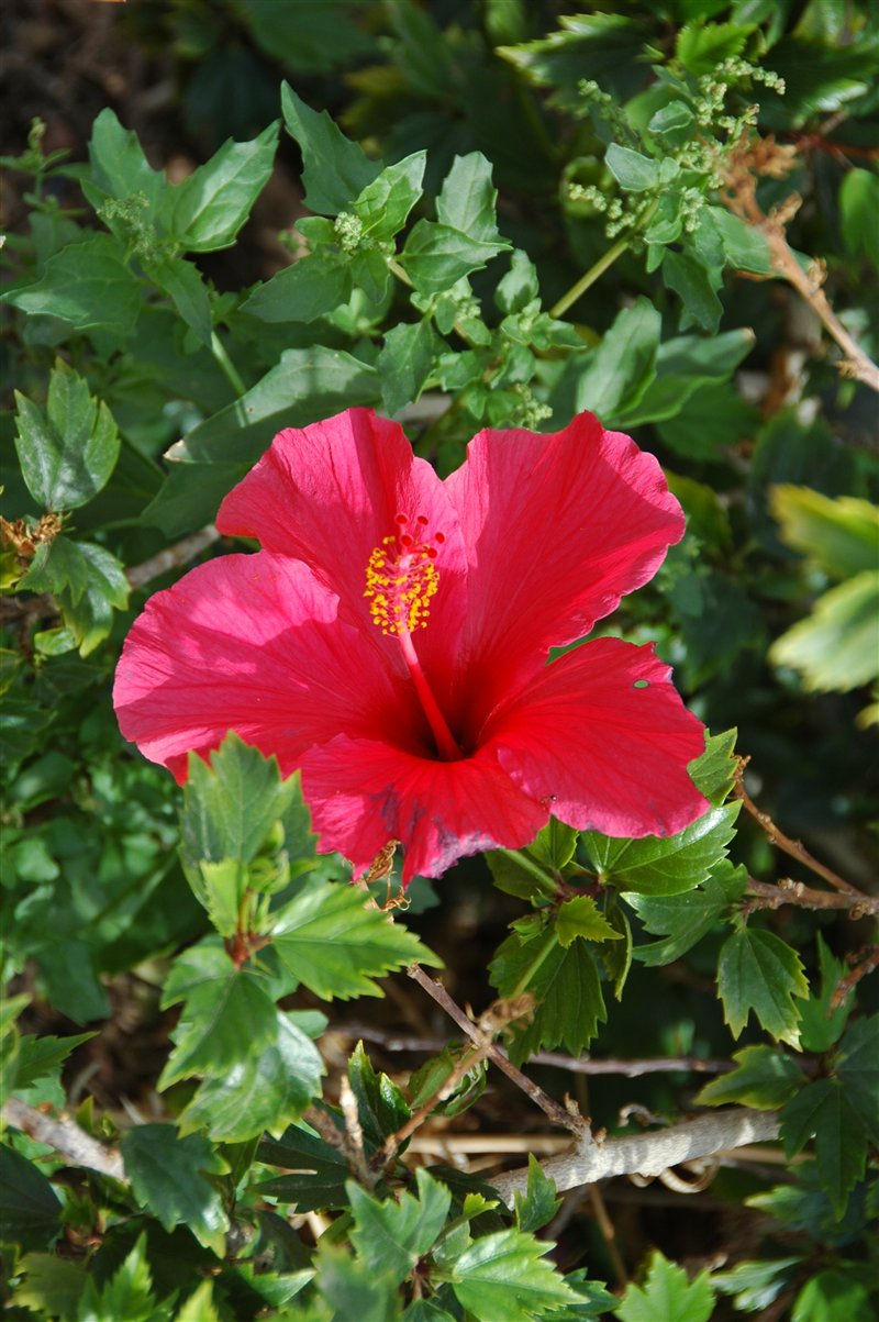 Hibiskus